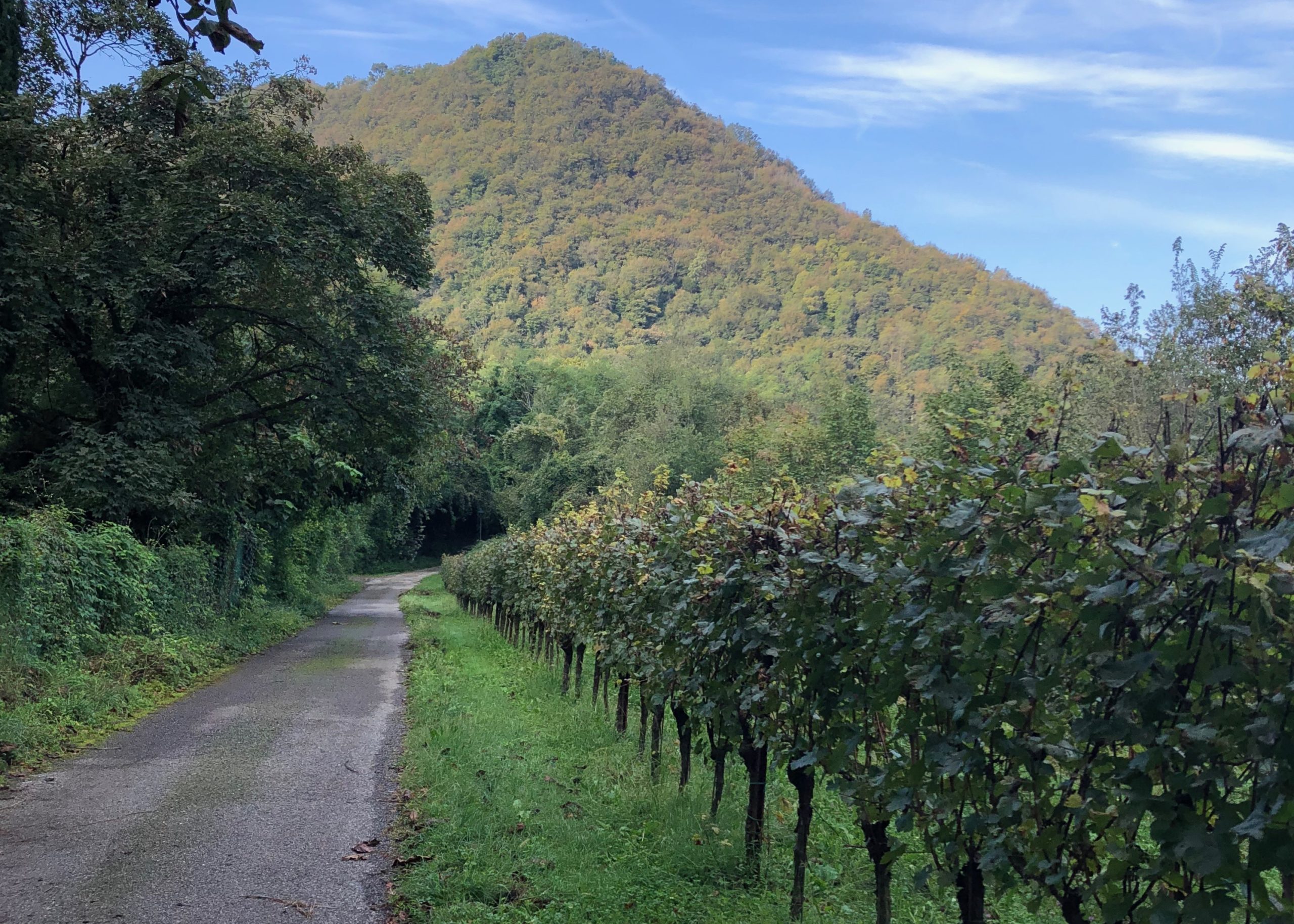 Unterwegs in der Franciacorta. Ein schmaler Weg, der auf einen bewaldeten Berg zuführt, rechts davon Weinstöcke in der Franciacorta