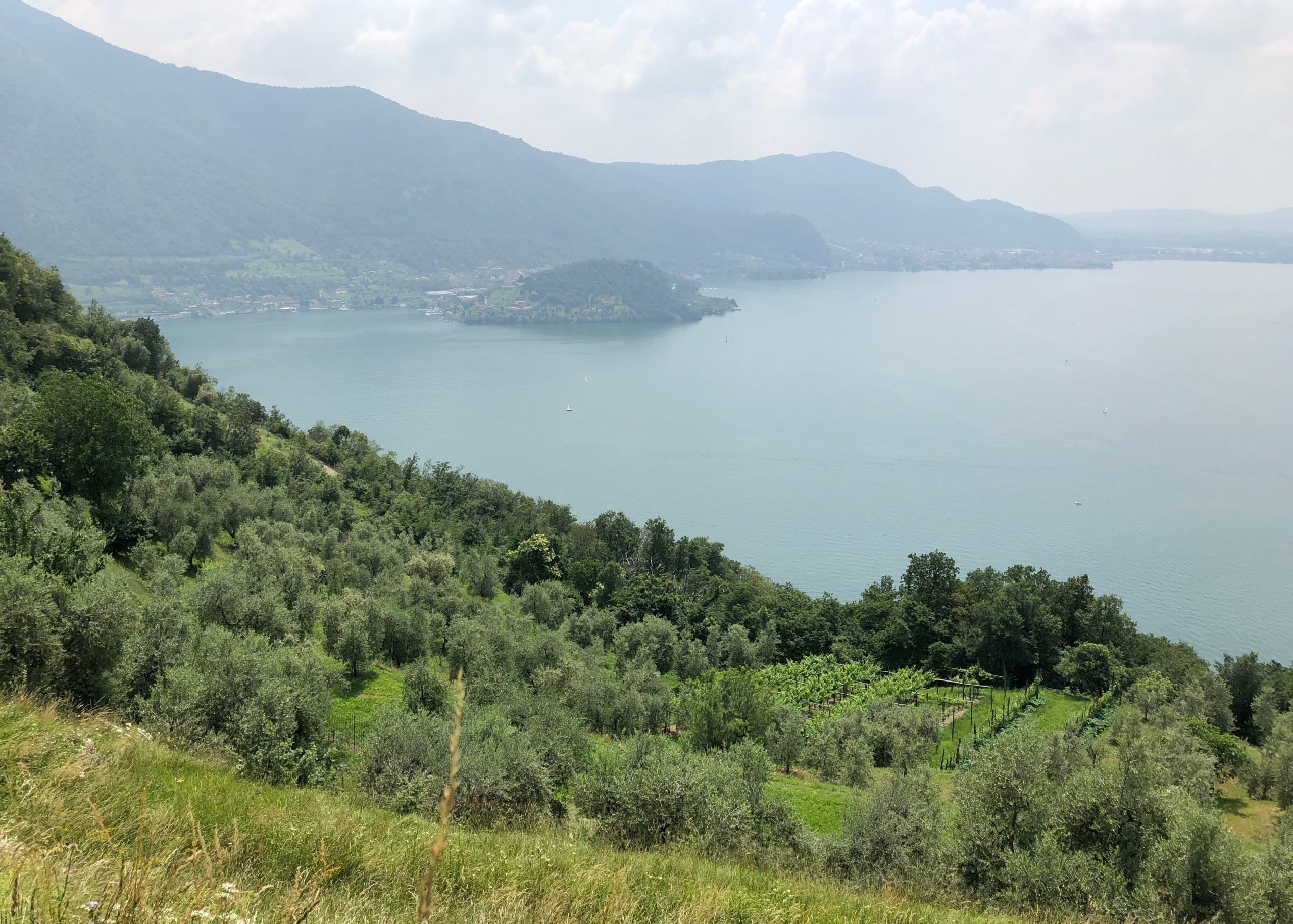 Blick von einer Anhöhe auf der Monte Isola auf den Iseosee. Am Hang Bäume, Olivenhaine und Weinstöcke 