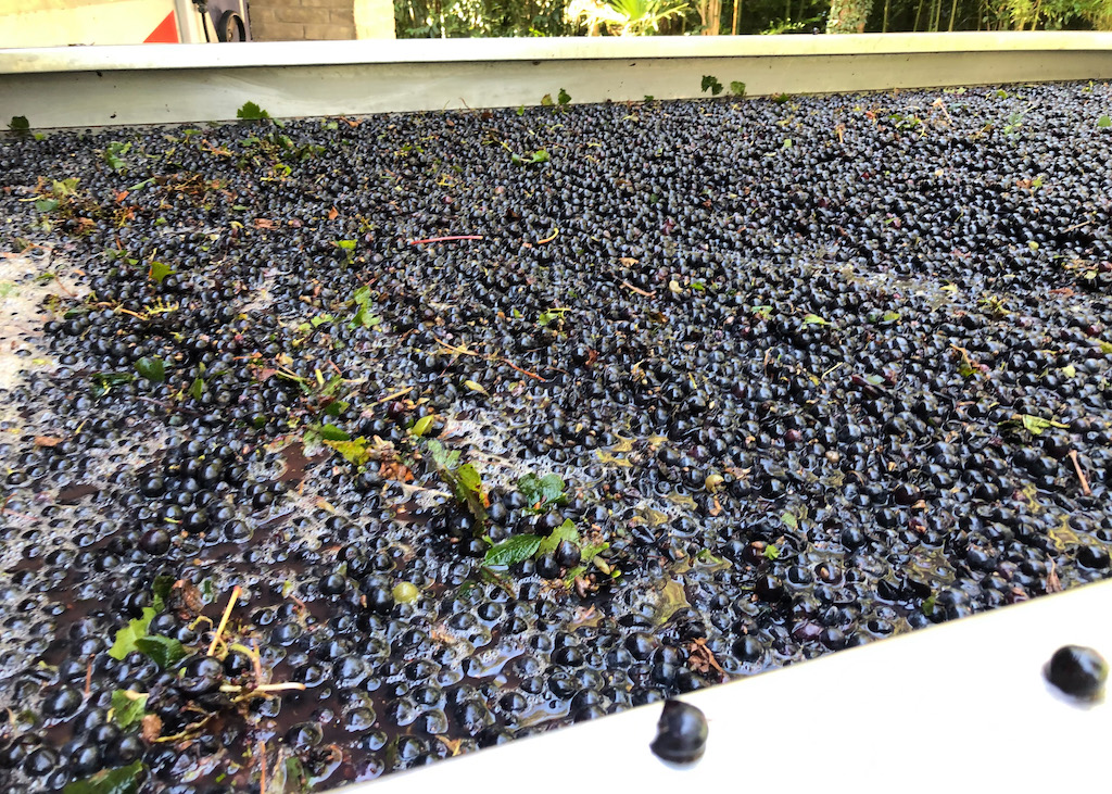 Ein Wagen voller Merlot-Trauben