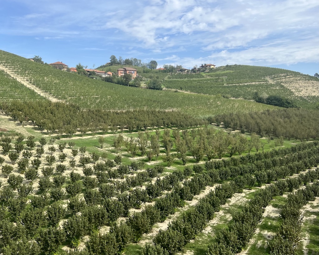 Blick auf Haselnussplantagen und Weinberge im Piemont